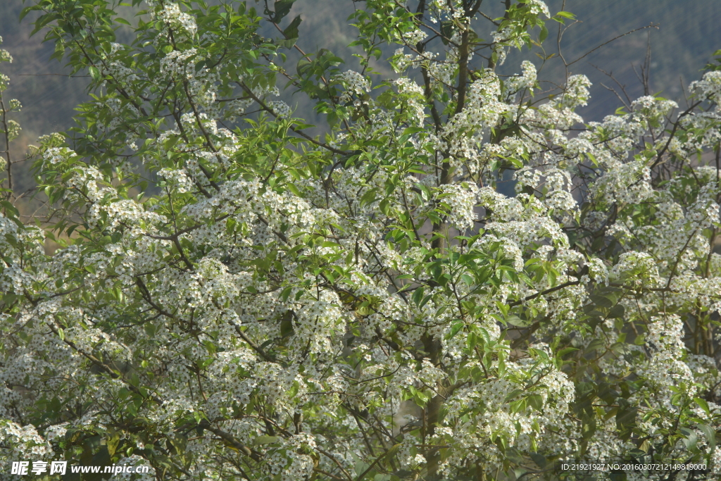 山楂花