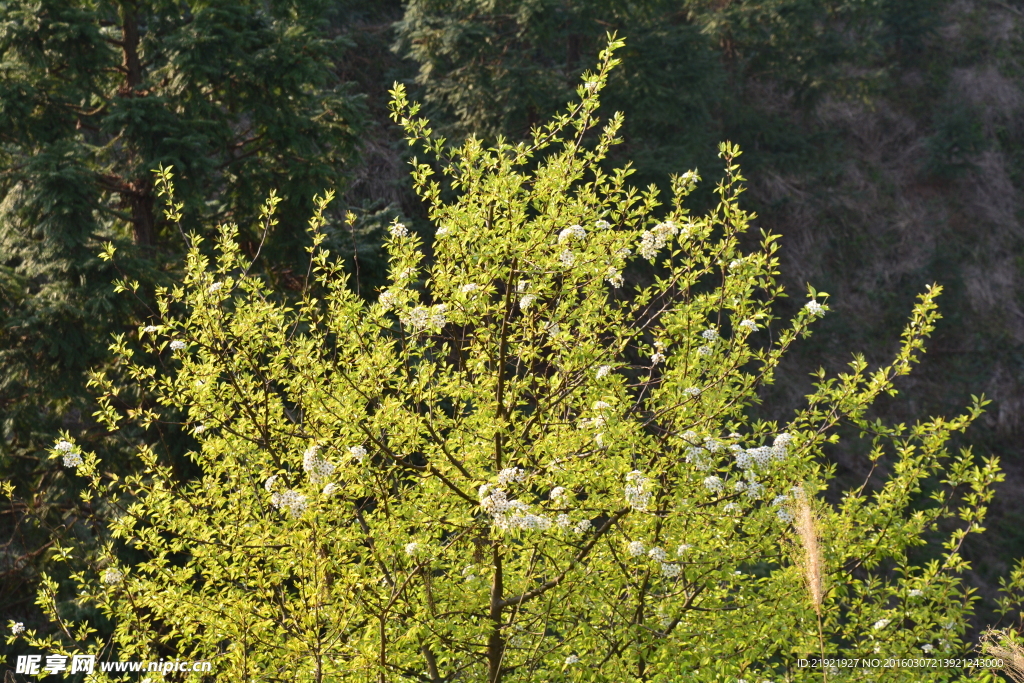 山楂花