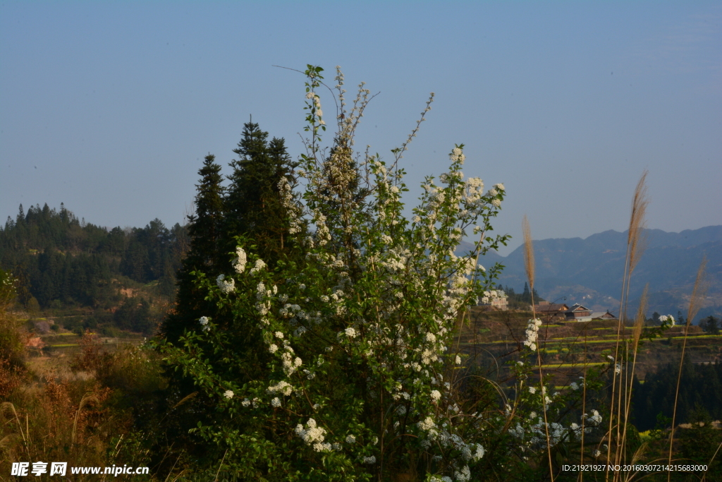 山楂花