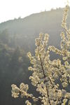 山楂花