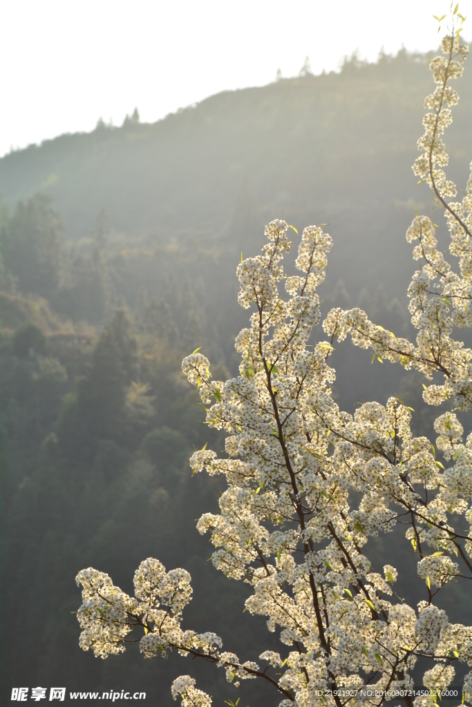 山楂花
