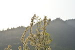 山楂花