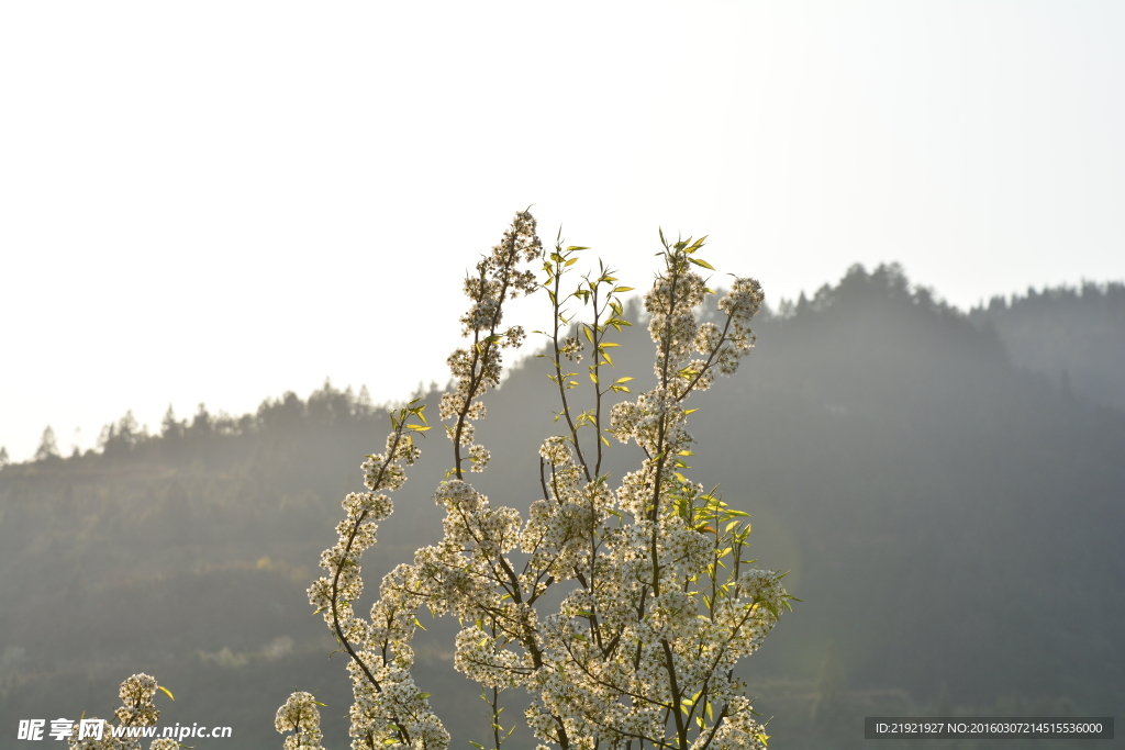山楂花