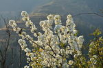 山楂花