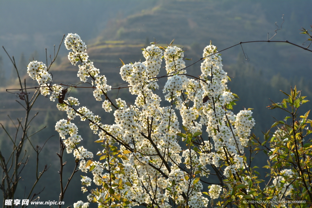 山楂花