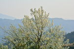 山楂花