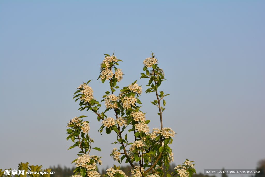 山楂花