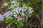 山楂花