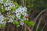 山楂花