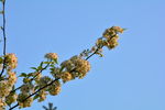 山楂花