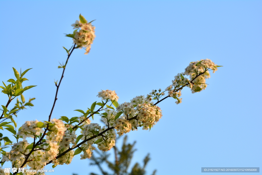 山楂花