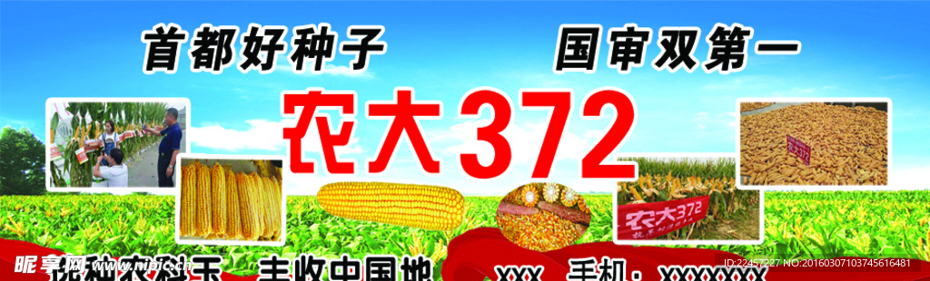 农丰玉米