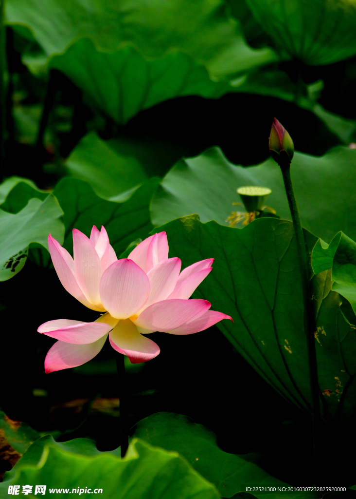 荷花