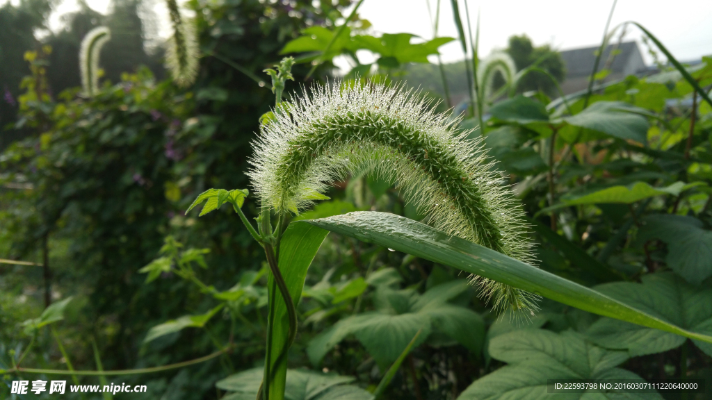 清晨狗尾巴草