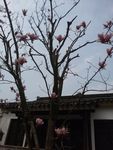 庭院