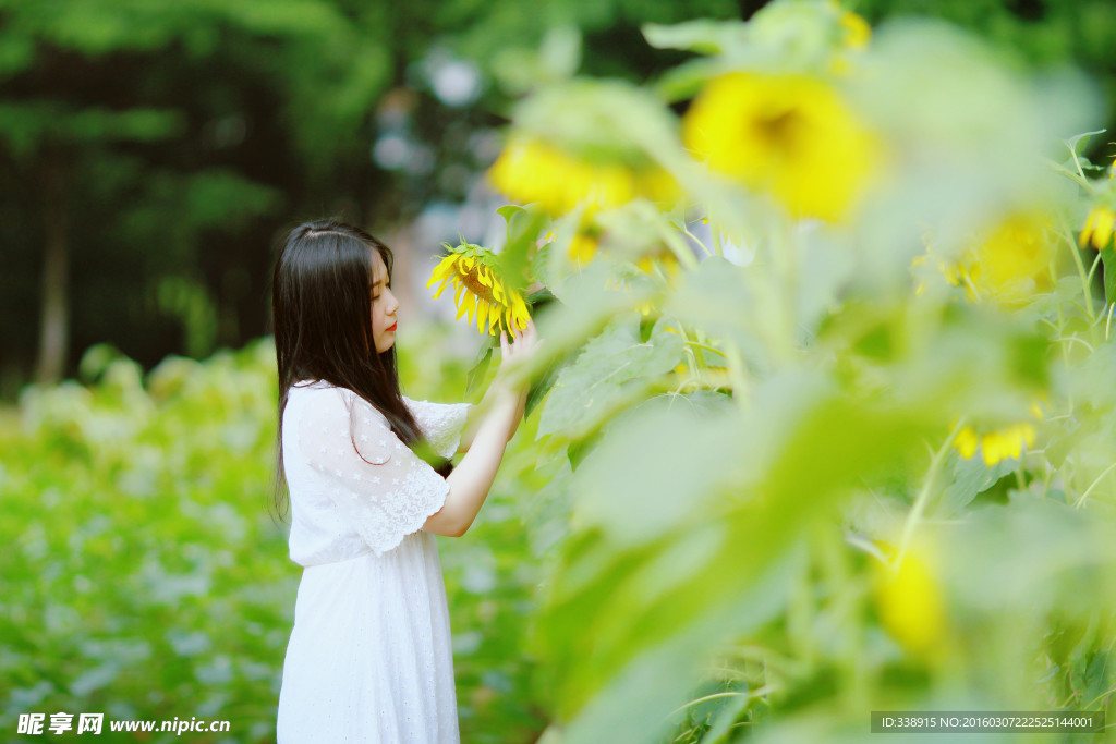 美女与向日葵