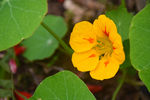 黄花