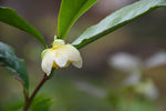 茶花