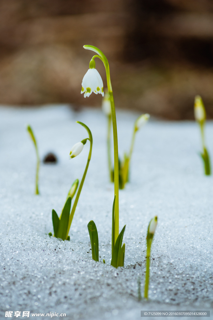 初春雪地新生小草白花