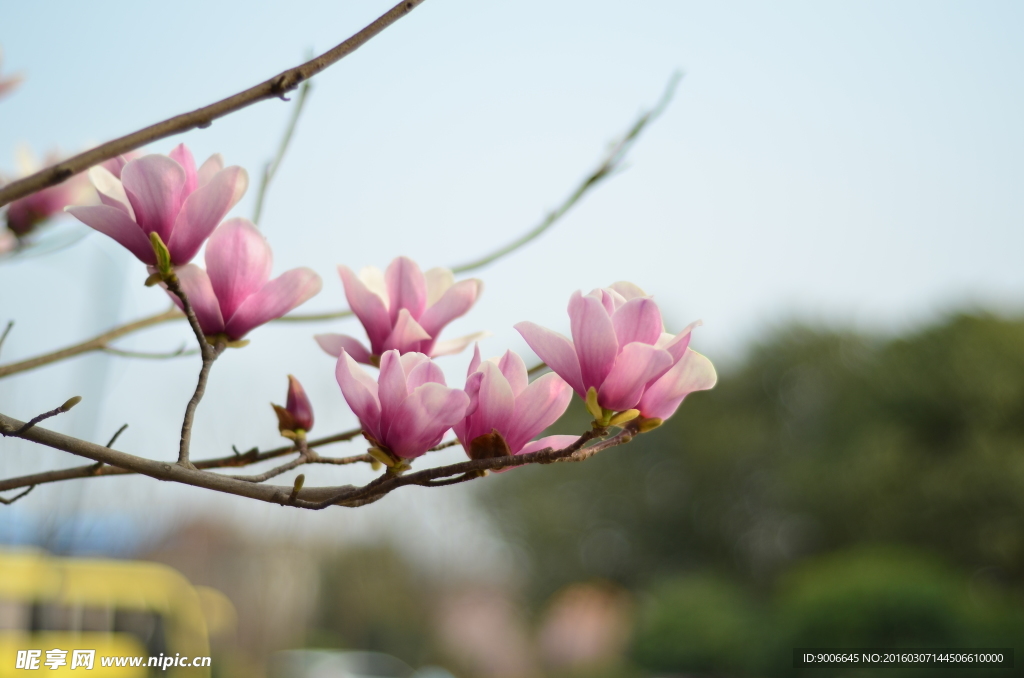 玉兰花