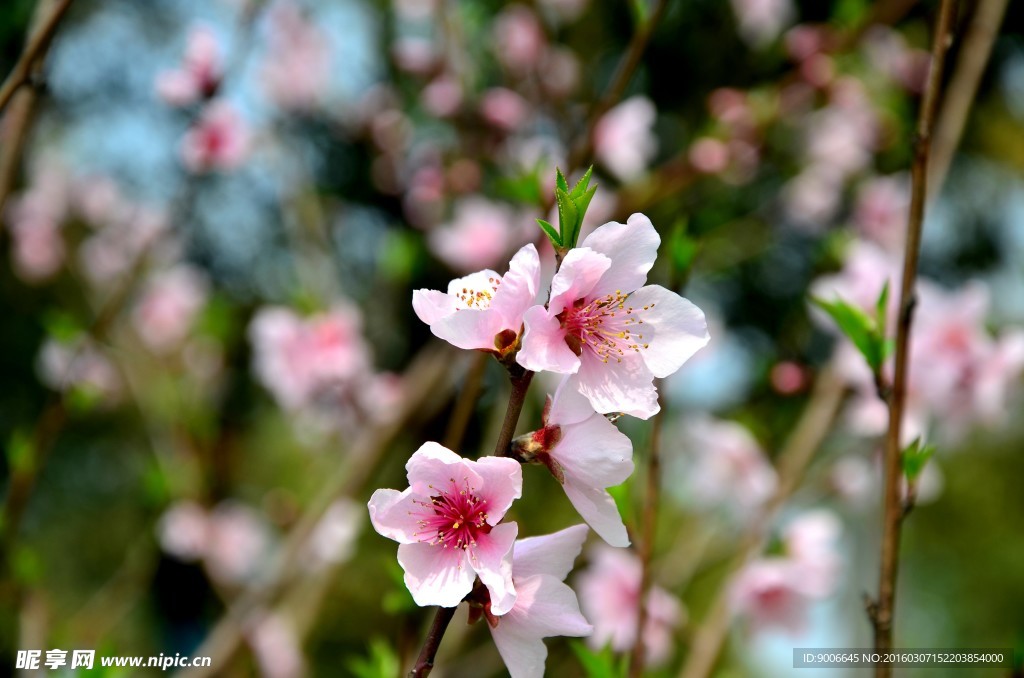 桃花