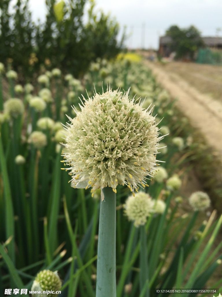 田野的气息