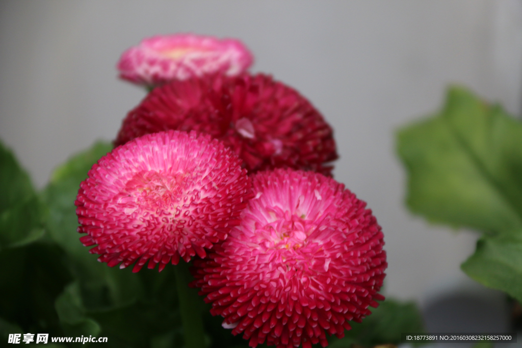 花草
