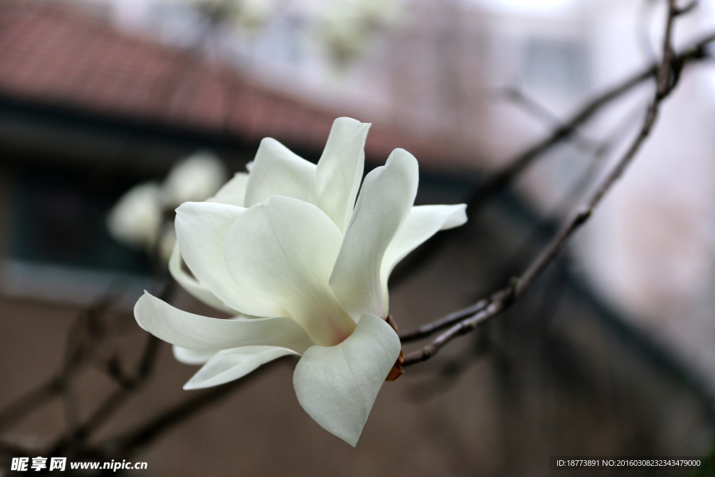 玉兰花