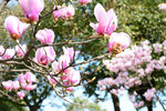 玉兰花