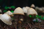 野生菌
