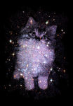星光中的猫