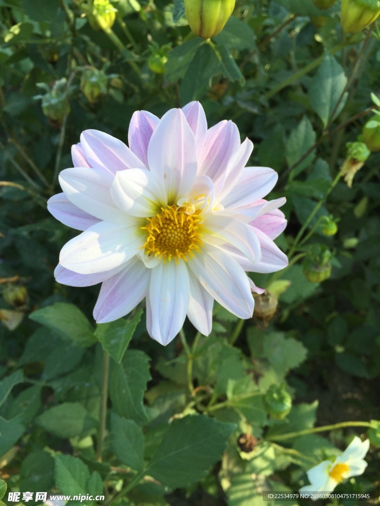 夏季花