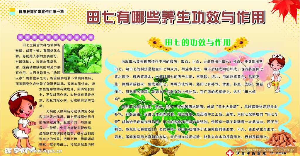 田七有哪些养生功效与作用