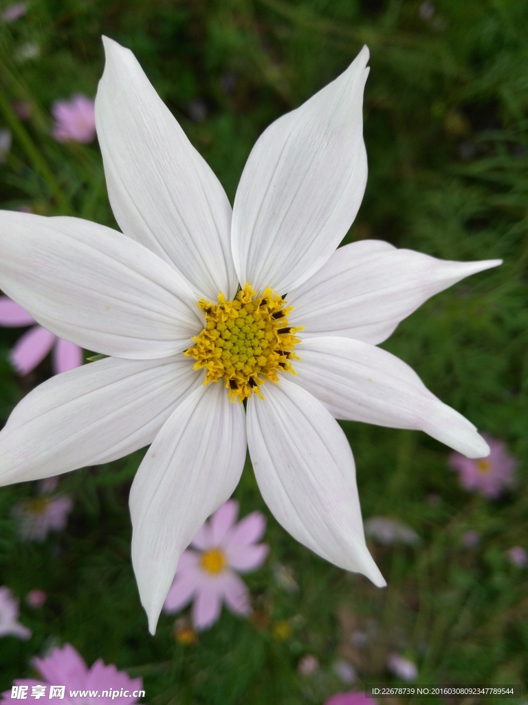 格桑花