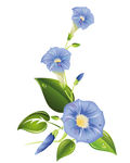 矢量牵牛花