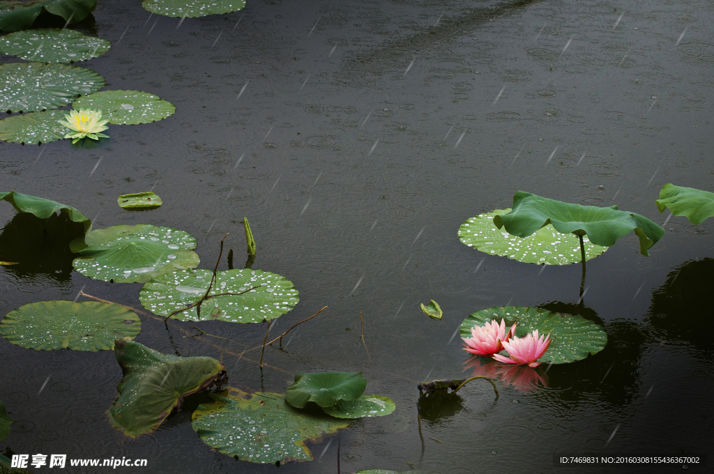 花趣