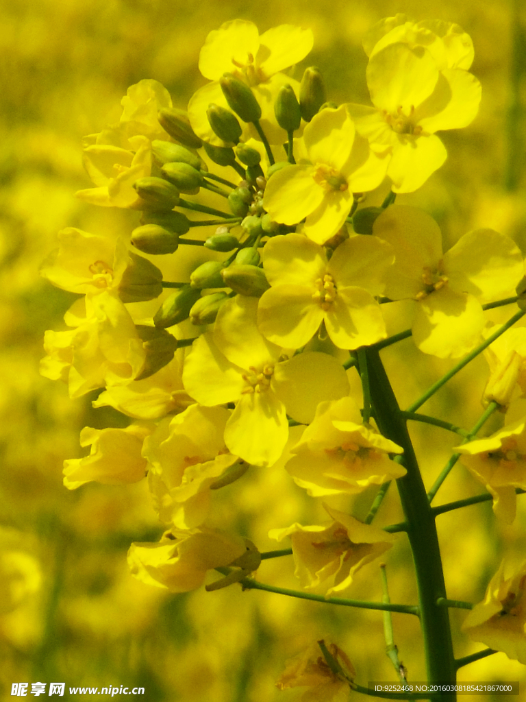 油菜花