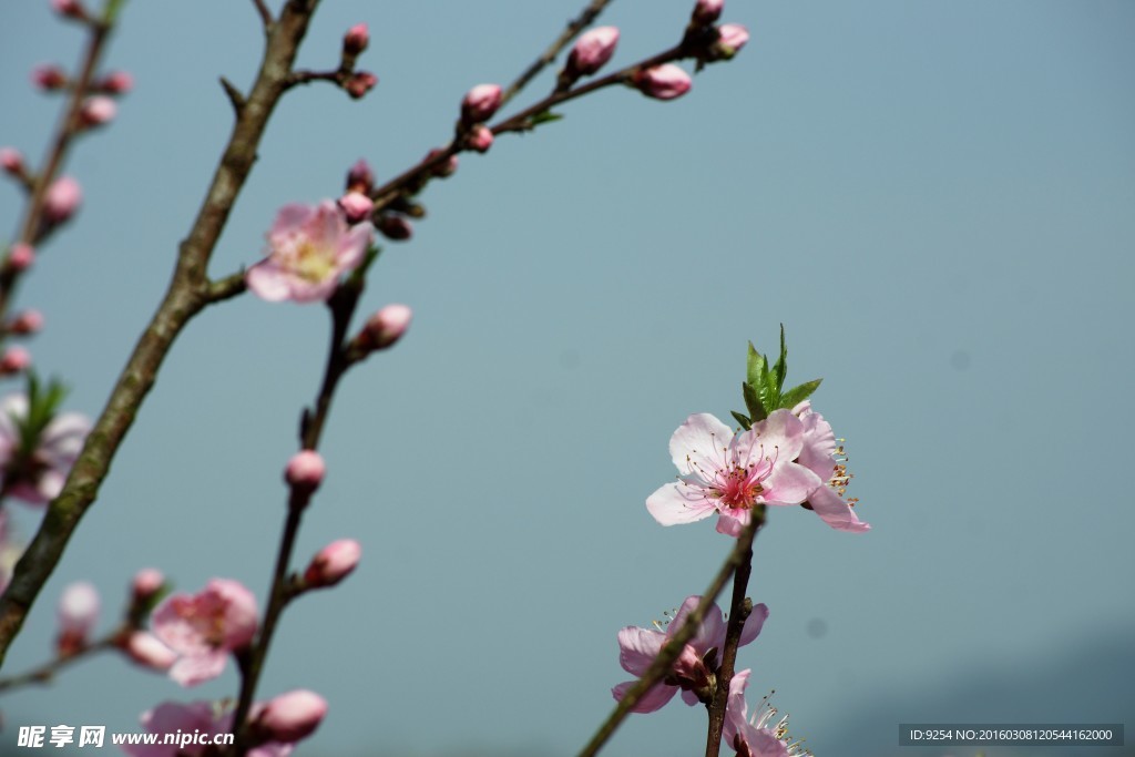 桃花