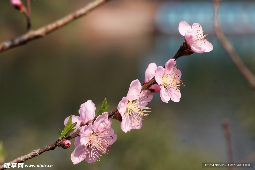 桃花