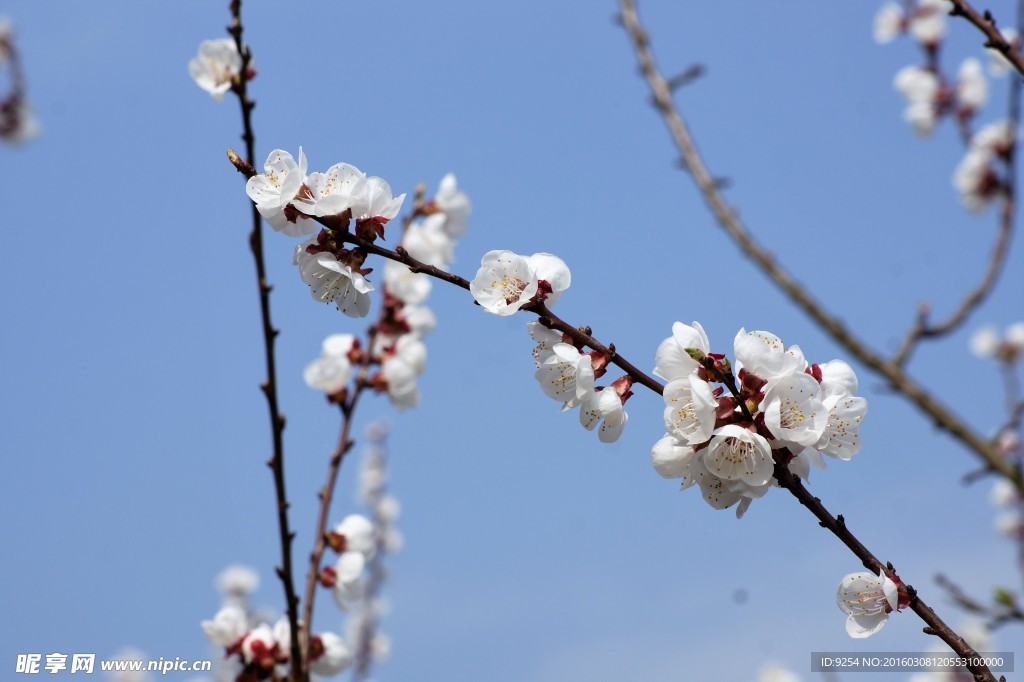 梨花