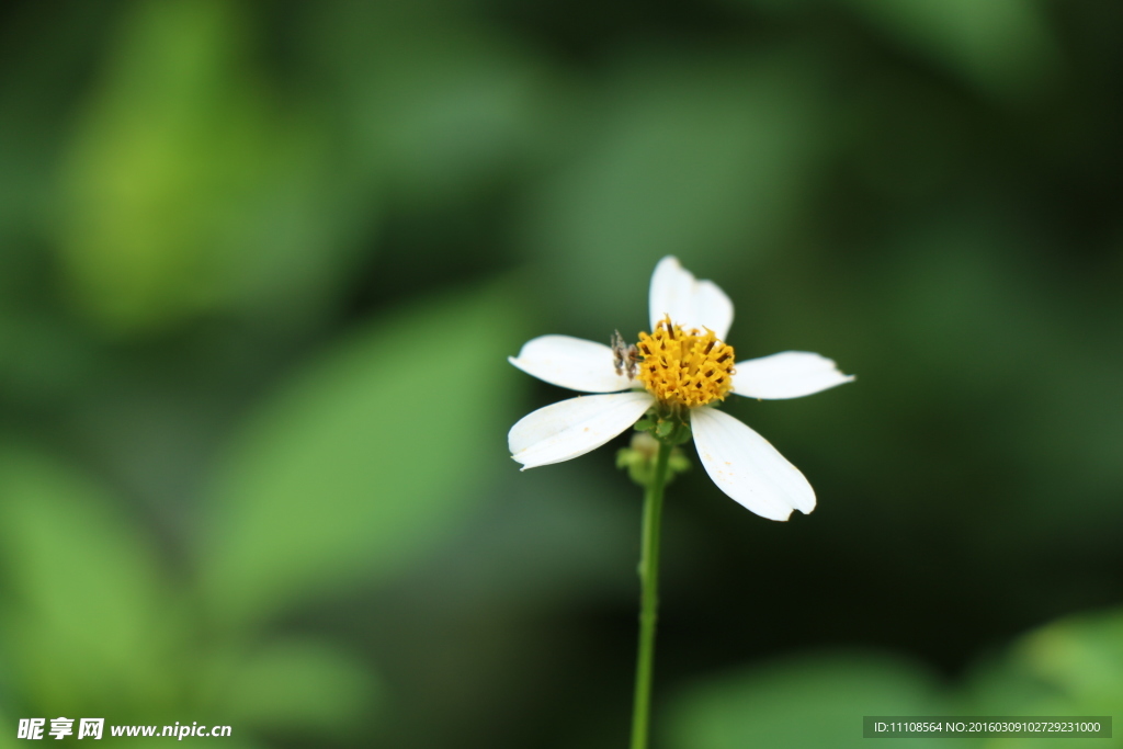 鬼针草