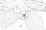 线描荷花插画