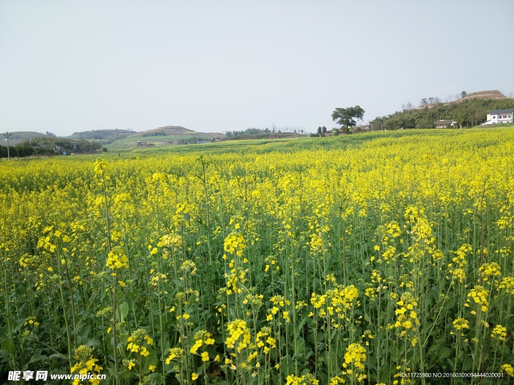 油菜花