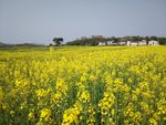 油菜花