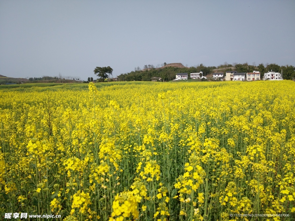 油菜花