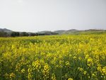油菜花海