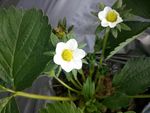 草莓花