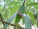蜗牛