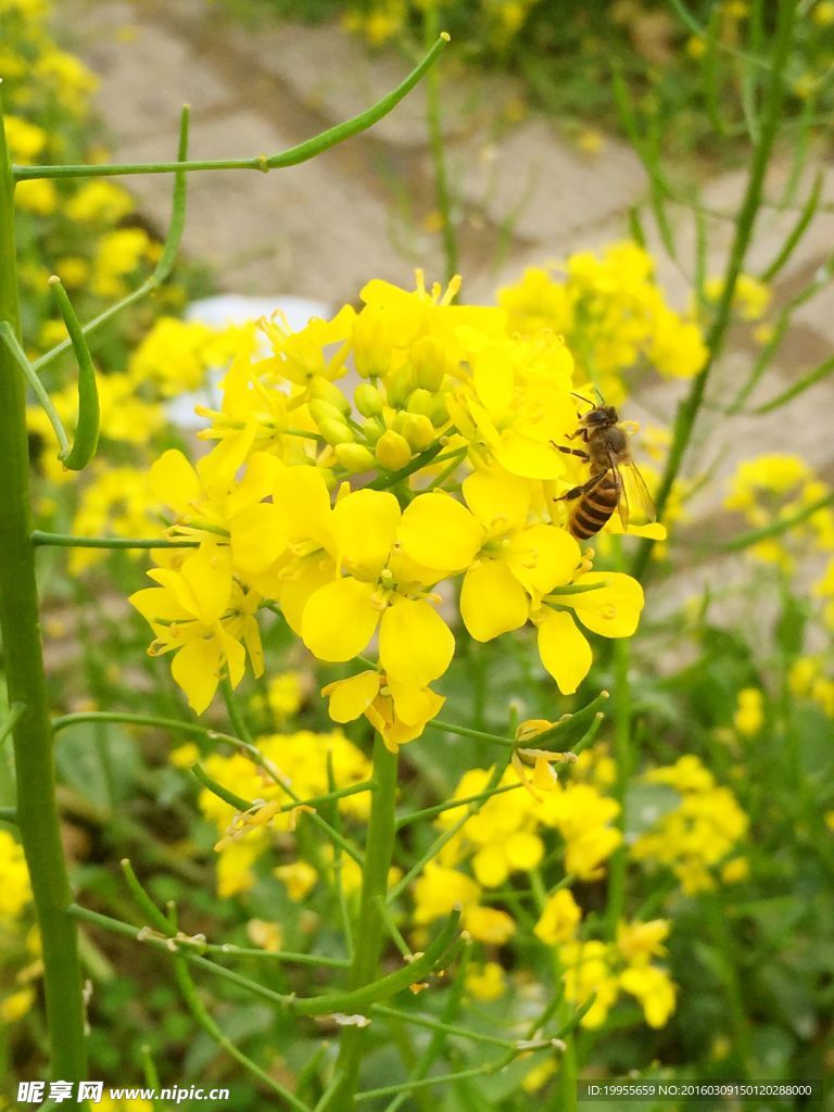 油菜花和蜜蜂