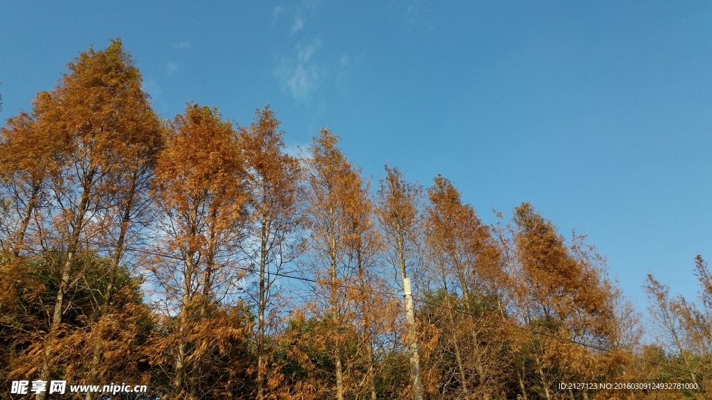 树林 蓝天